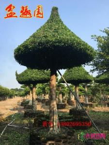 蘑菇亭