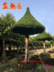 蘑菇亭
