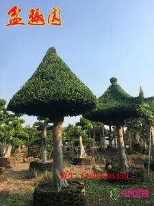 蘑菇亭